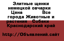 Элитные щенки немецкой овчарки › Цена ­ 30 000 - Все города Животные и растения » Собаки   . Краснодарский край